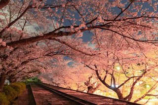 [La saison des cerisiers en fleurs est arrivée ! ] 5 points d'observation recommandés pour les fleurs de cerisier dans la région du Kansai
