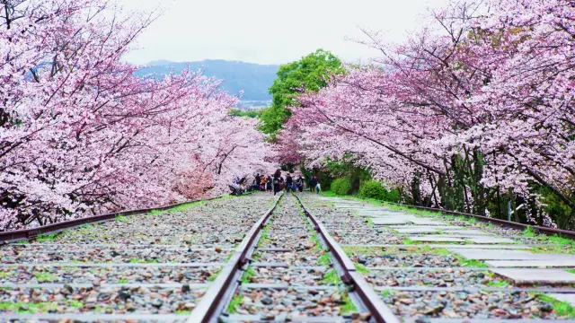 5 Best Cherry Blossom Viewing Spots in the Kansai Area