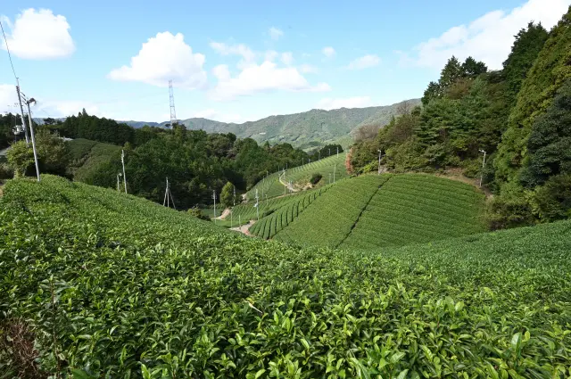 Kyoto: A Journey Through Japanese Gastronomy