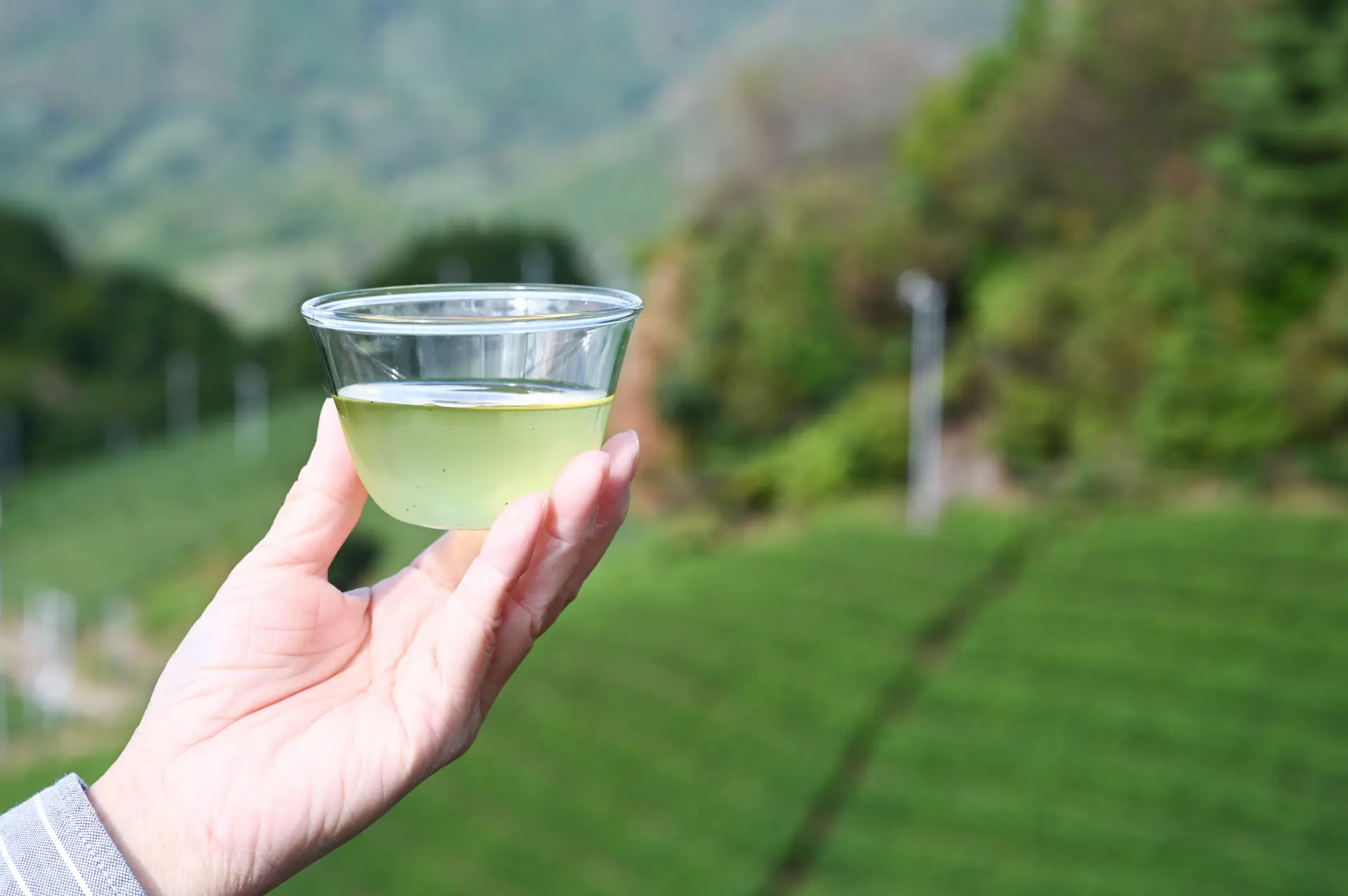 Drinking cold tea while gazing over the tea fields is truly refreshing! 