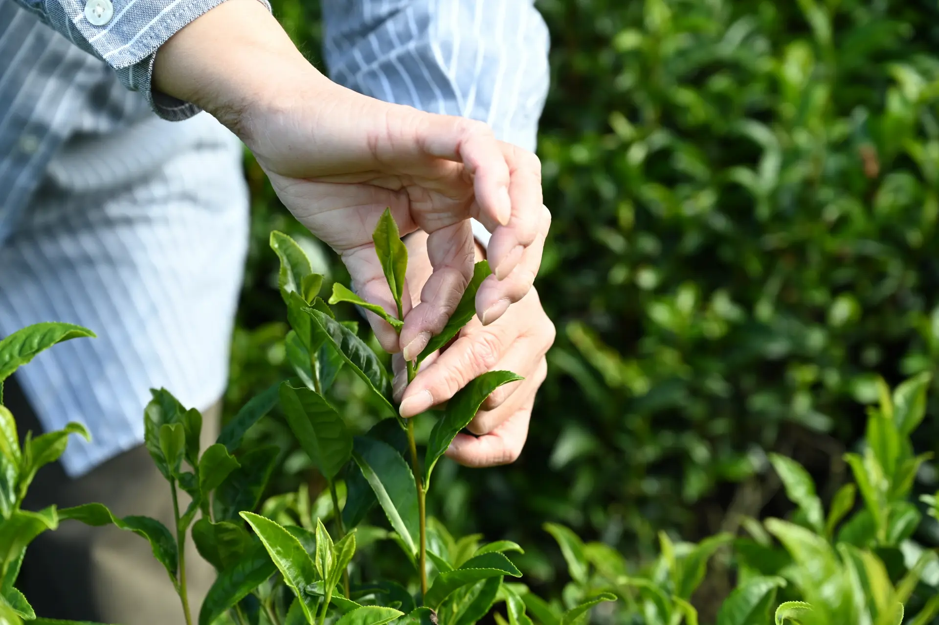 Tea picking experience while receiving a lecture at the tea fields