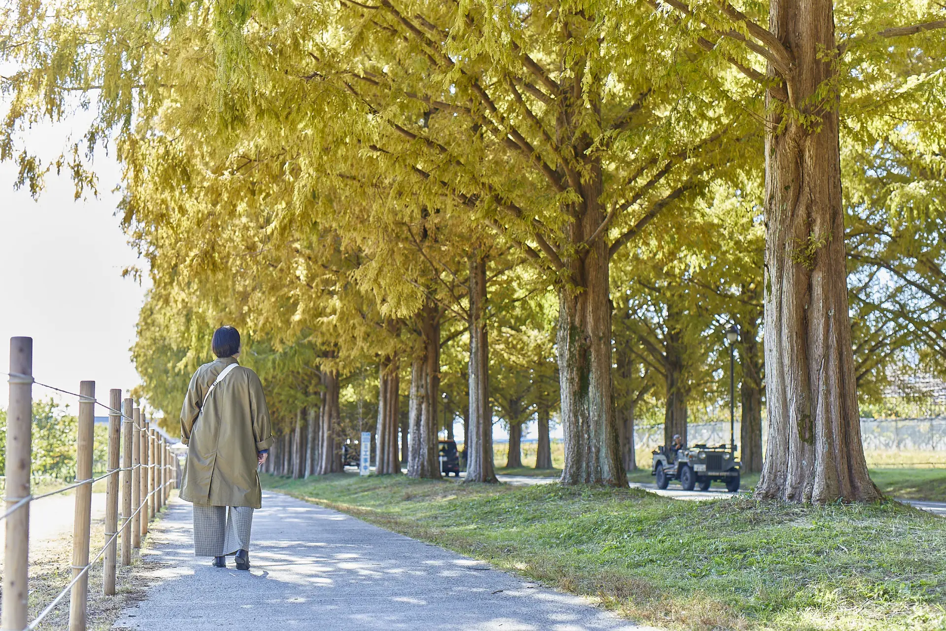 Step through what feels like a tunnel made entirely of metasequoia trees.