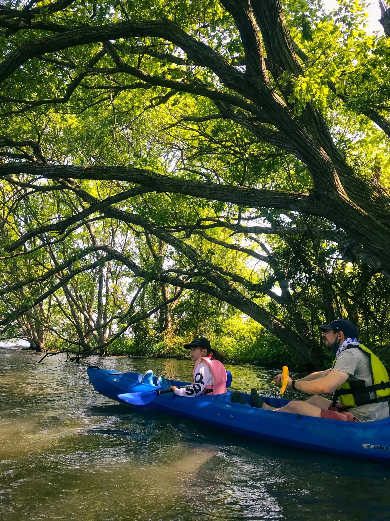 Paddling forward while observing a wide variety of plants and wildlife in their natural habitat.