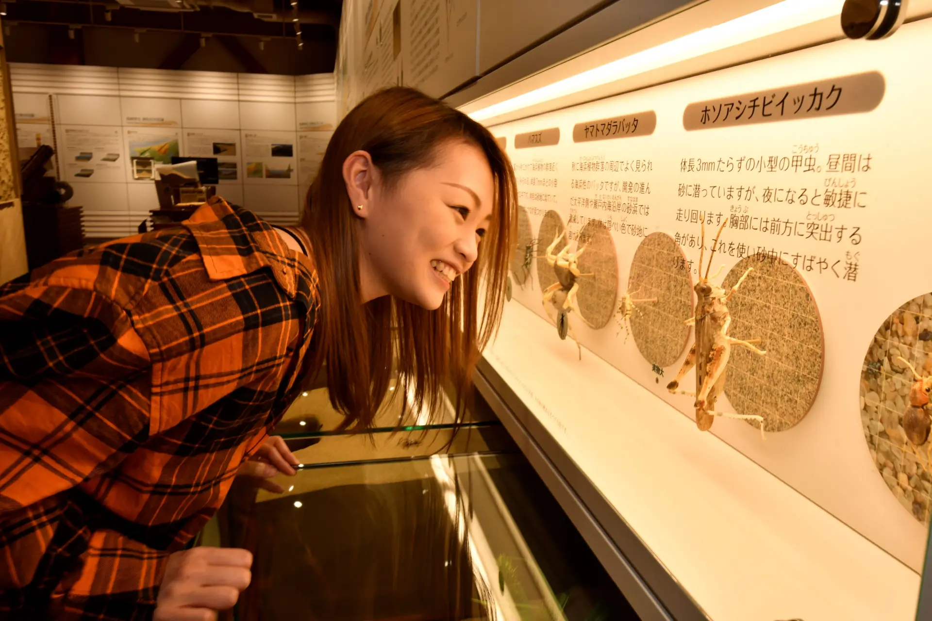 「いきものゾーン」では砂丘に生きる植物や動物たちを標本や模型などで展示