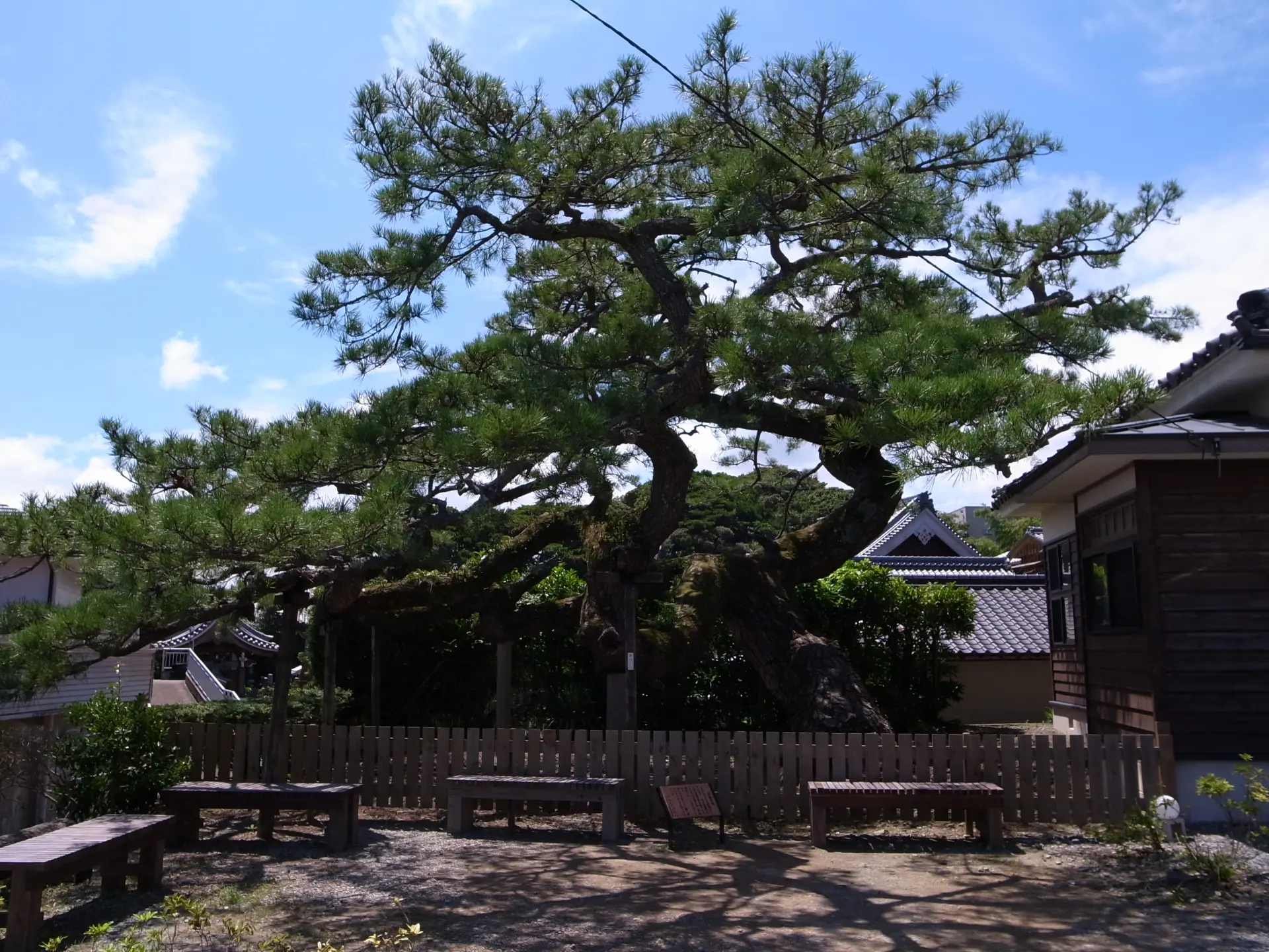 建物の左にあるクロマツは、昇龍の松と呼ばれている。枝に手を当てて願うと願いが叶うと言われている