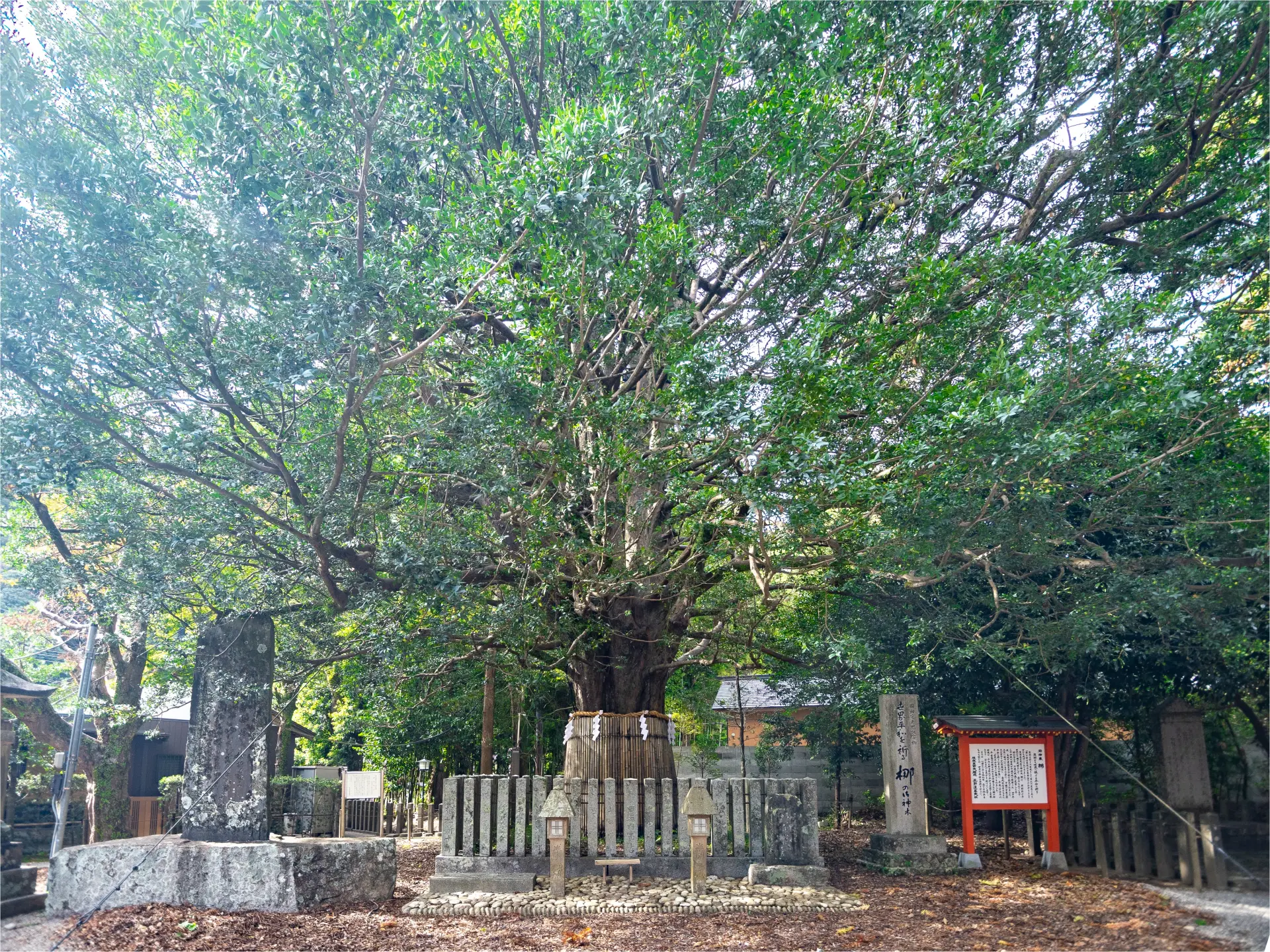 The sacred Nagi tree, believed to have been personally planted by the samurai Taira no Shigemori.