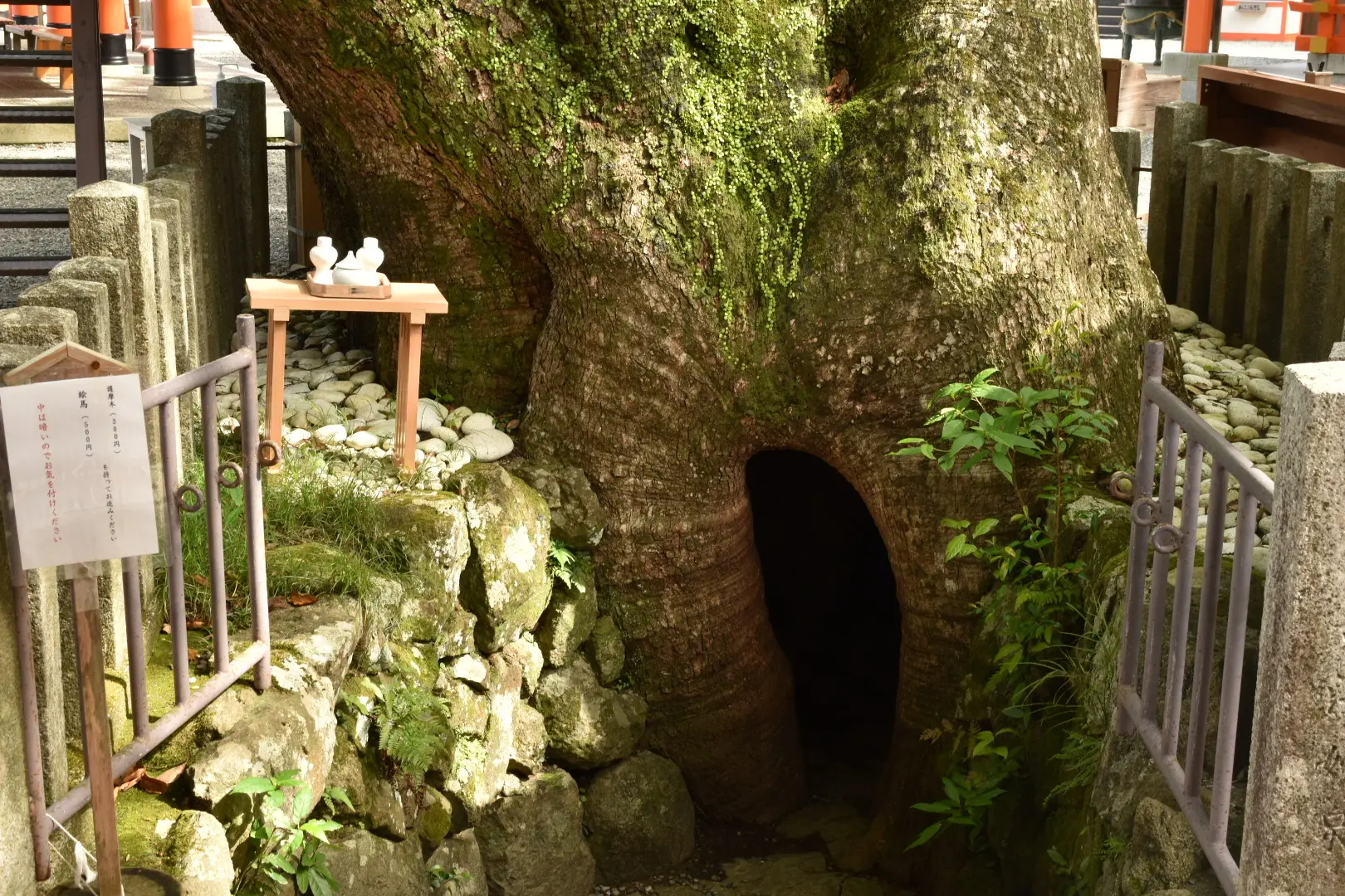 With a wish for good health and protection from illness, we take on the Tainai Kuguri ritual, passing through the hollow of the sacred camphor tree!