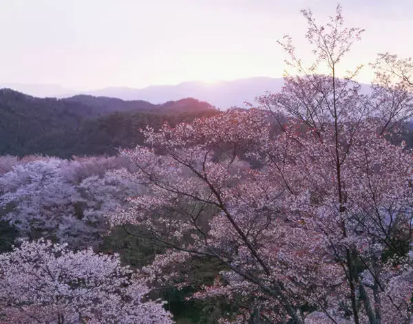 Yoshino's Cherry Blossom