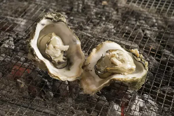 Oyster