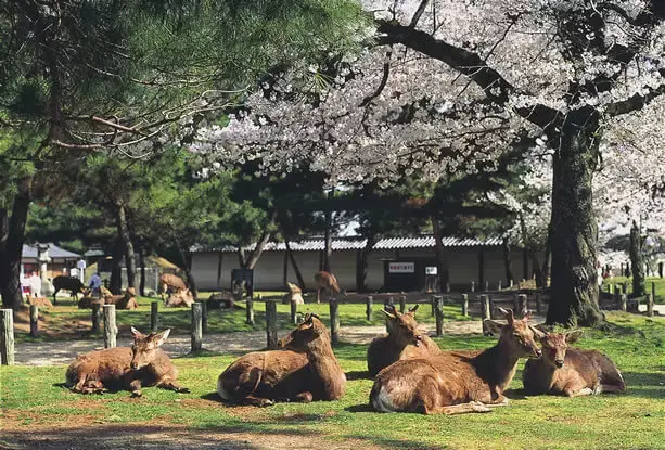 奈良公園　