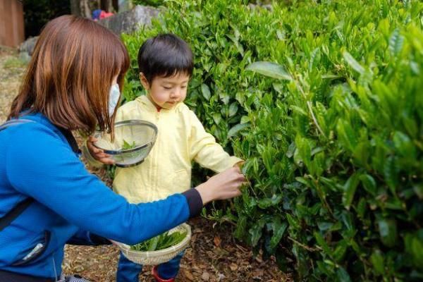 茶摘み