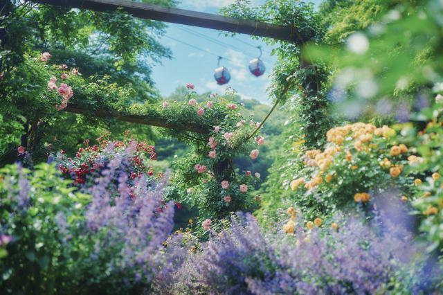 A seasonal garden for early summer—A garden of hospitality
神戸布引ハーブ園／ロープウェイ