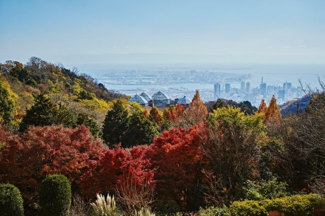 神戸の紅葉の名所 布引の紅葉
神戸布引ハーブ園／ロープウェイ