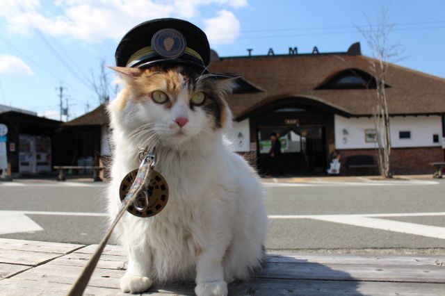 Kishi Station and Nitama the Stationmaster Cat
DESIGNED BY EIJI MITOOKA + DON DESIGN ASSOCIATES