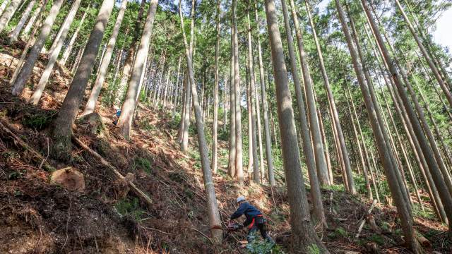 樹齢１００年以上の美しい杉、桧の人工林。