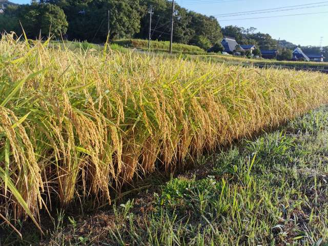 山田錦特A地区の稲穂