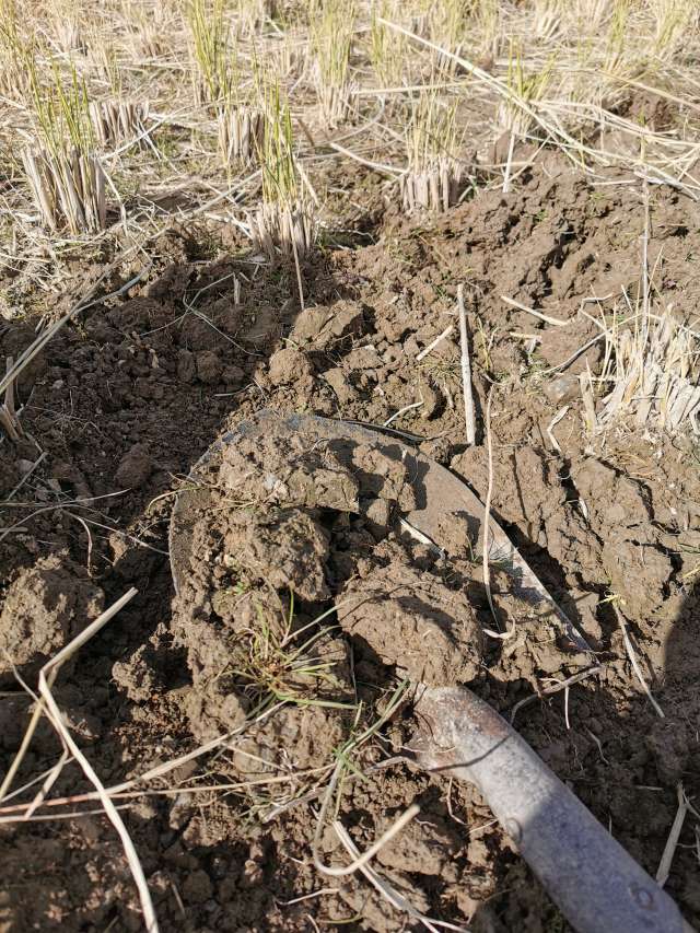 Soil from Yamadanishiki rice fields