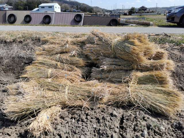 Straw of Yamadanishiki rice