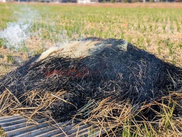 Straw of Yamadanishiki rice is burned into ash as the raw ingredient for the glaze.