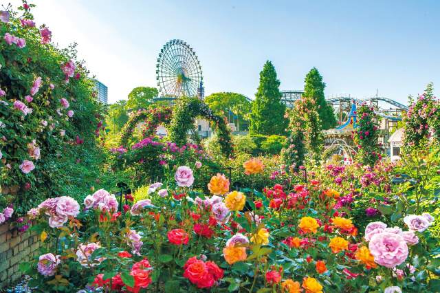 (春限定)400種6000株の美しいバラで埋め尽くされるバラ園