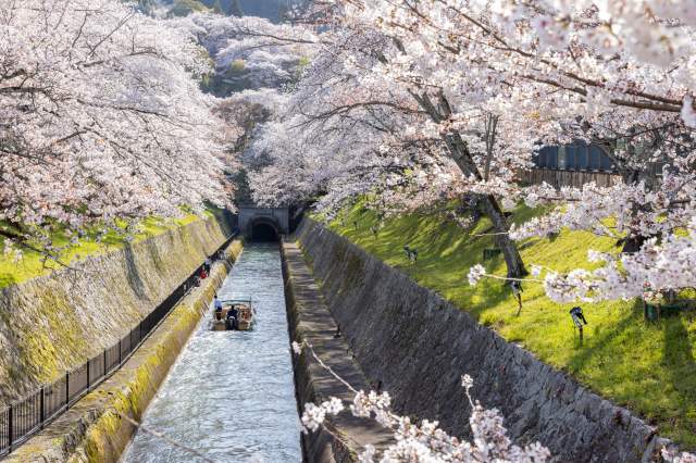 一会和堂近くの春爛漫の琵琶湖疏水
(c)ichiewado