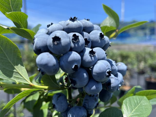 Blueberries