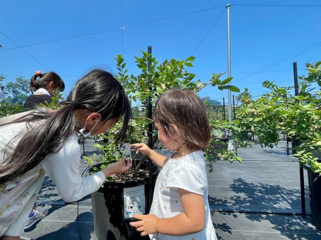 Blueberry picking