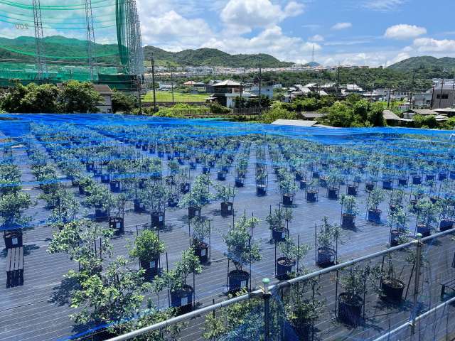 Blueberry orchard (2nd site)