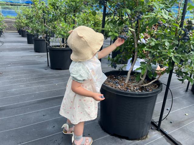 Blueberry picking