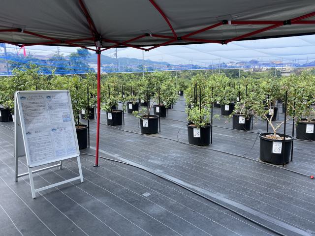 Blueberry orchard (1st site)