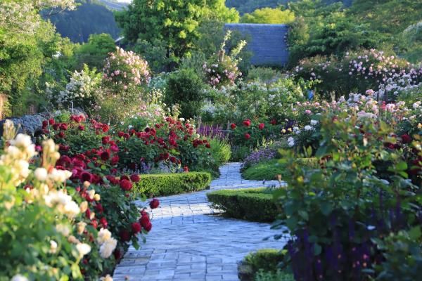 English Garden ROSA&BERRY Tawada