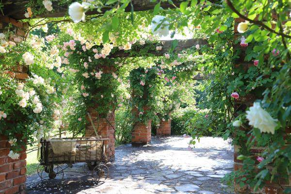 The garden in May-June