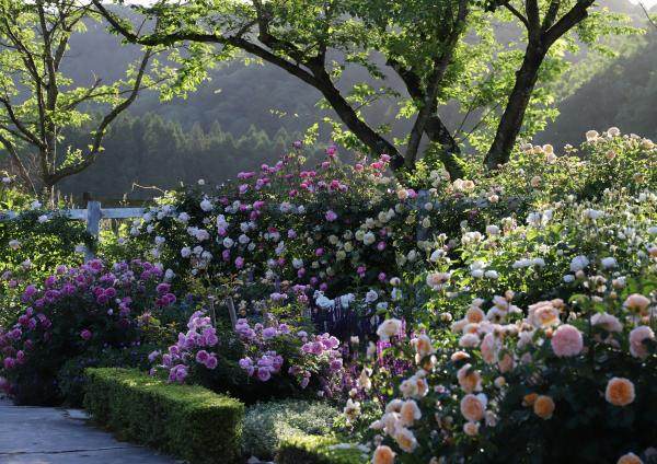 Rose garden area in May-June