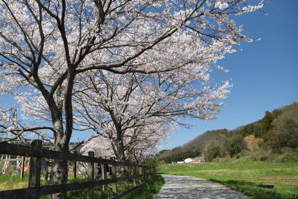 Cherry blossom season