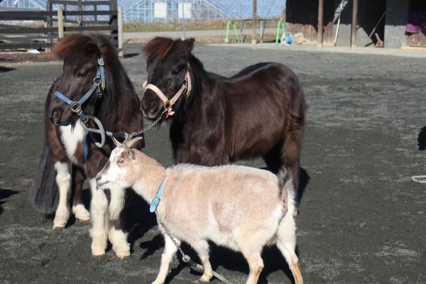 Ponies at Waku Waku Farm