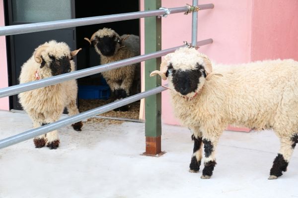 The cutest sheep in the world: Valais Blacknose sheep