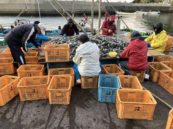 水揚げされた魚の選別作業