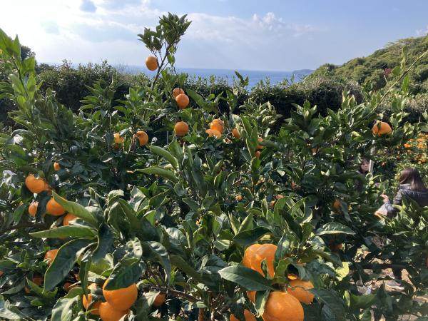 Mikan picking experience in Arida, Wakayama Prefecture, the home of ...