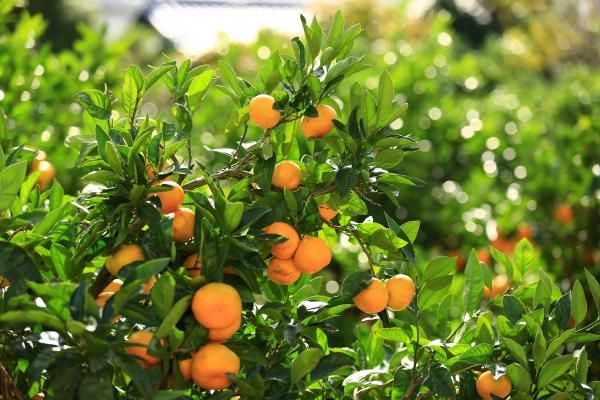 Arida mikan at harvest time