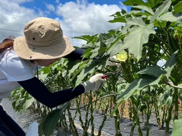 A vegetable harvesting experience at BNR Farm