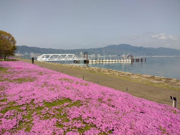 Shibazakura pink moss coloring the park (April)