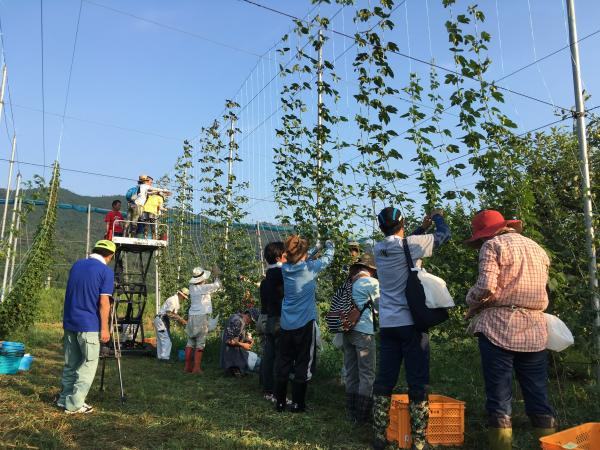 ホップ圃場でのホップ摘み体験とクラフトビール醸造所見学・試飲を楽しむ！