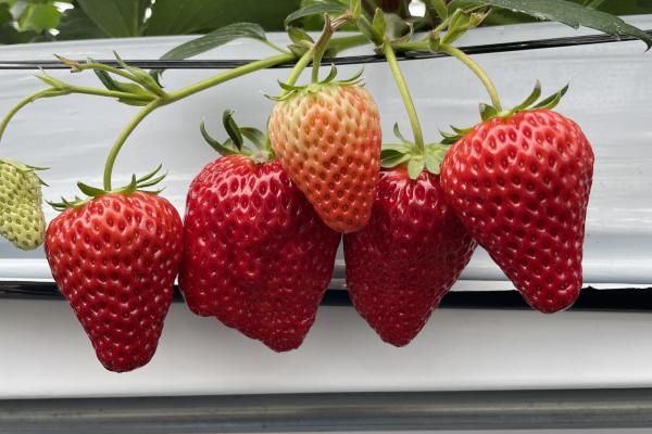 Sweet Strawberries picking