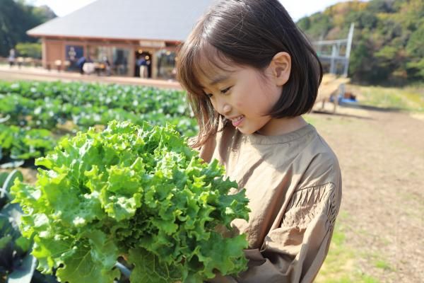 農家レストラン陽・燦燦では、自家農園で新鮮な野菜を収穫できる