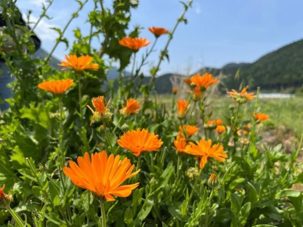 Edible Flower