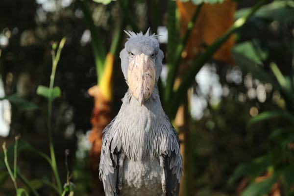 神戸どうぶつ王国　入園券