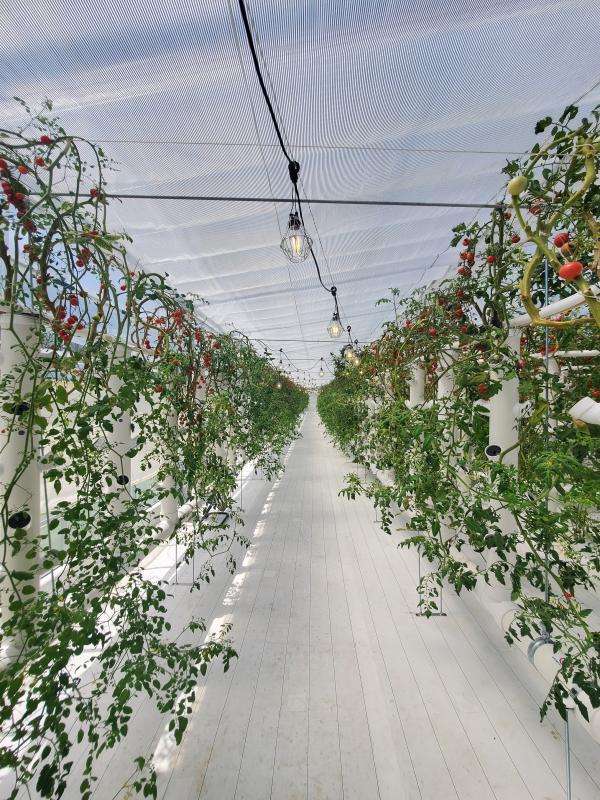 Hands-on activity: gathering aquaponics-cultivated tomatoes and baking pizza - Enjoy in any weather!