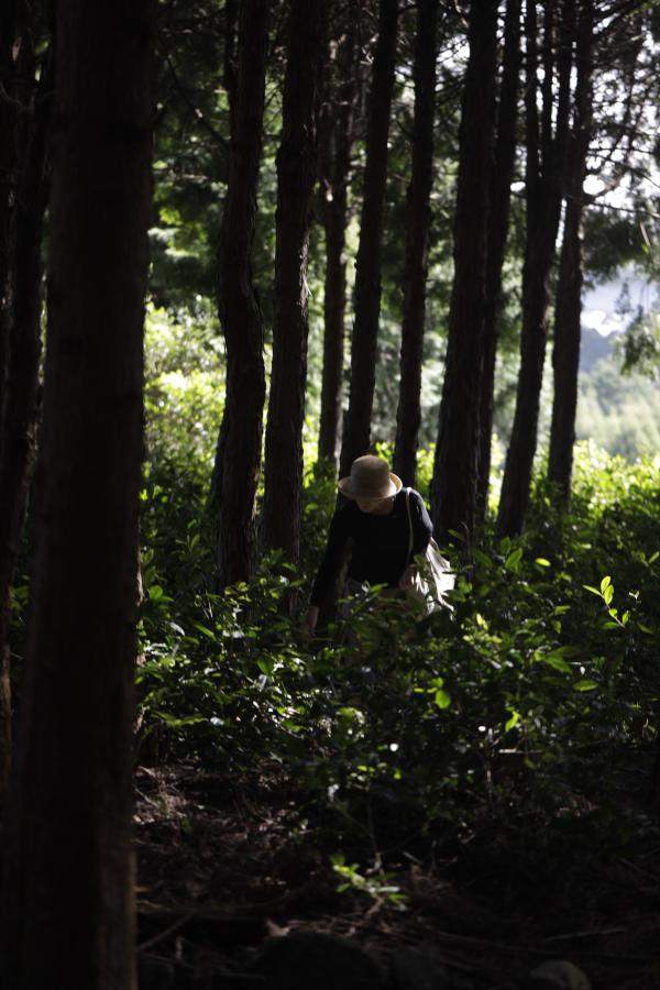 Botanical x Local - Tea field of "F4" variety tea plants only found in Kameyama CIty that are derived from a Camellia japonica variety native to Taiwan