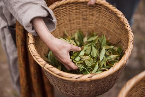 Botanical x Local - Tea leaves of "F4" tea plants derived from a Camellia japonica variety native to Taiwan