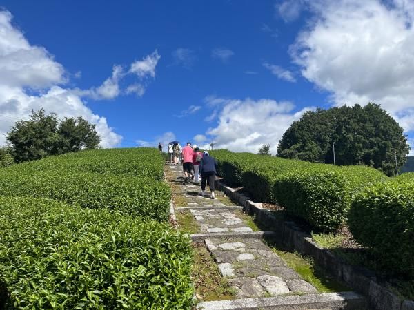 Guided Tea Plantation Walking